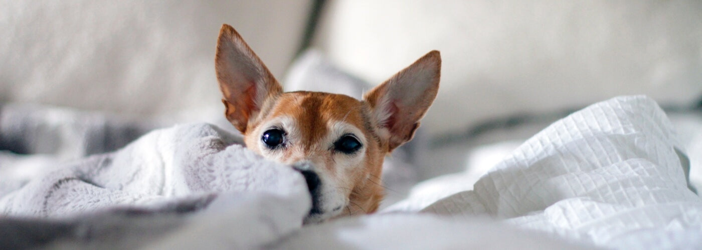 Chihuahua beds for sale new arrivals