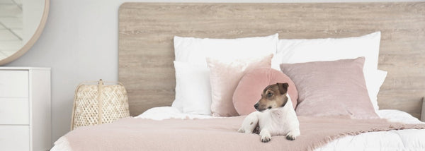 Why do wooden beds squeak and how can you fix it?